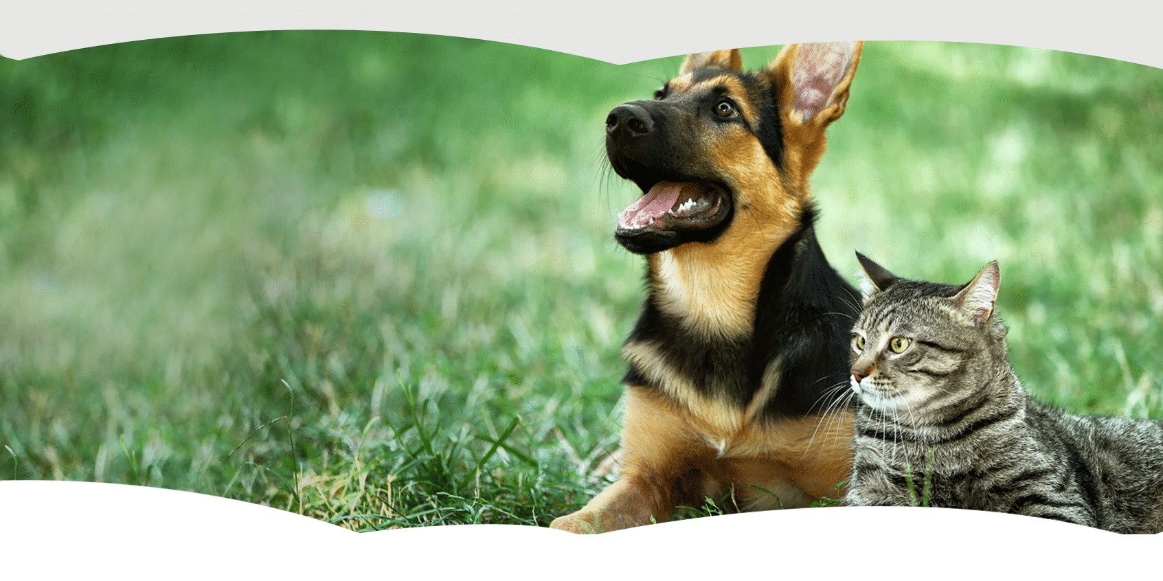 banner-product-presentation