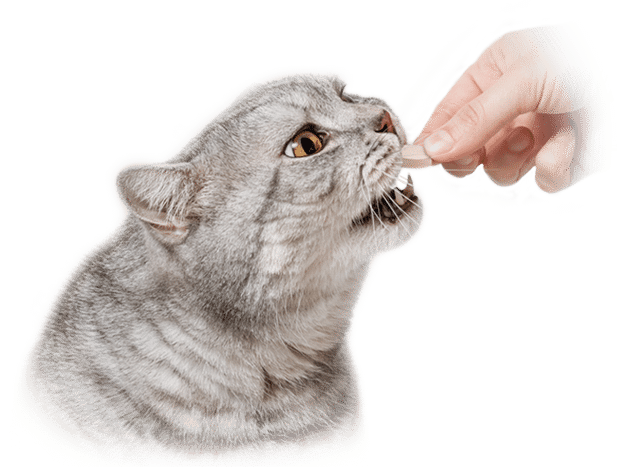 Cat Feeding LignoPets