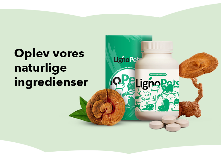 banner-product-presentation