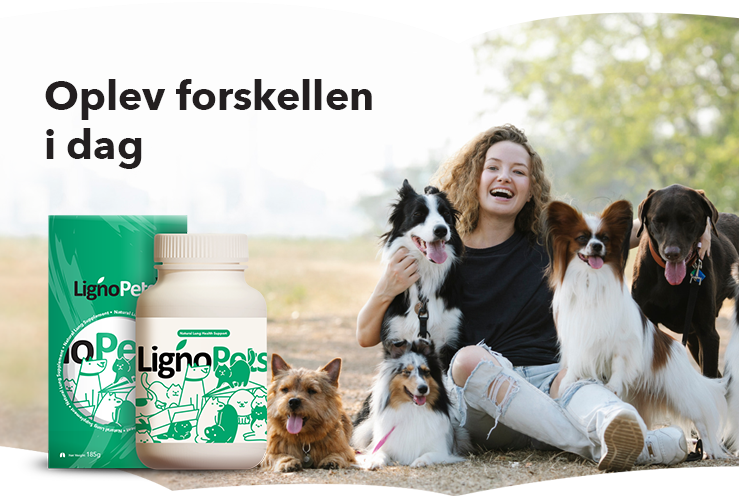 banner-product-presentation