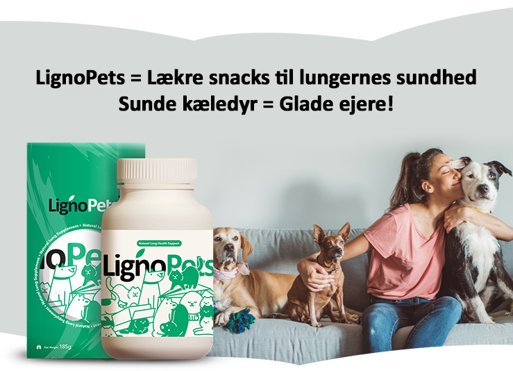 banner-product-presentation