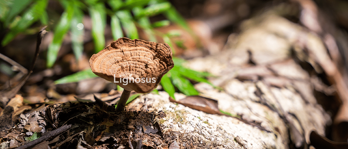 image-organictigermilmushroom003
