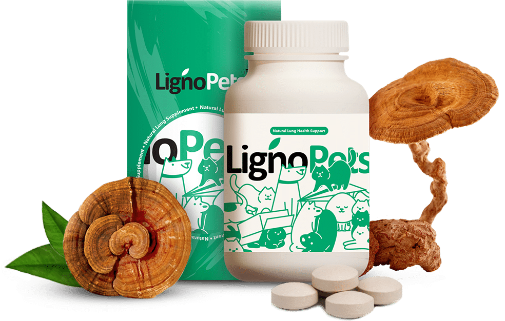 banner-product-presentation