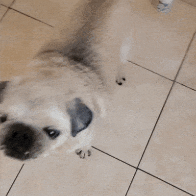 A healthy snack my dog loves to eat-feeding made easy!